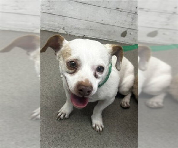 Medium Photo #1 Chihuahua-Unknown Mix Puppy For Sale in San Bernardino, CA, USA