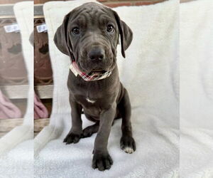 Mutt Dogs for adoption in Goodyear, AZ, USA