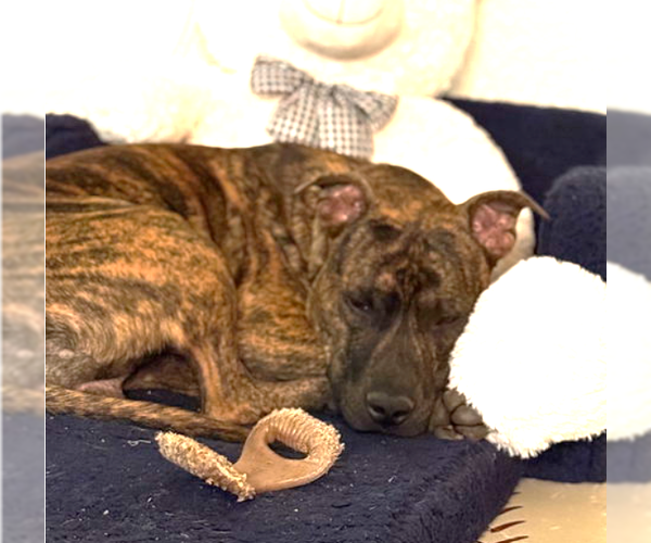 Medium Photo #4 American Pit Bull Terrier-Unknown Mix Puppy For Sale in Chandler, AZ, USA