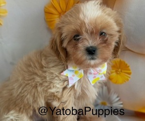Mal-Shi Puppy for sale in CENTER HILL, FL, USA