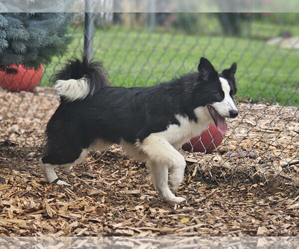 Medium Photo #6 Border Collie Puppy For Sale in Bloomingdale, NJ, USA
