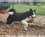 Small #5 Border Collie