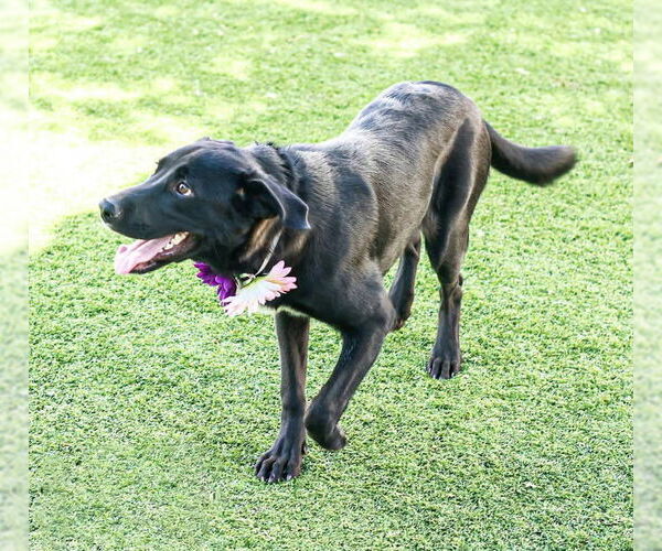 Medium Photo #5 Labrador Retriever-Unknown Mix Puppy For Sale in San Diego, CA, USA