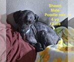 Small Poodle (Toy) Mix