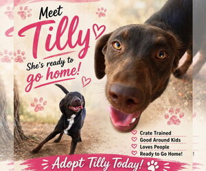Labrador Retriever Dogs for adoption in Amarillo, TX, USA