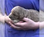 Small Photo #6 Goldendoodle Puppy For Sale in CROCKETT, TX, USA