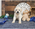 Small #3 Labrador Retriever