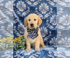 Golden Retriever Puppy for sale in NEW PROVIDENCE, PA, USA