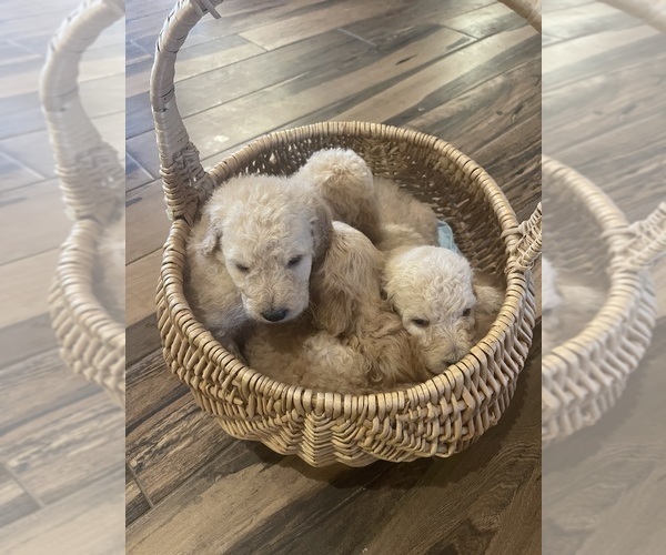 Medium Photo #5 Goldendoodle Puppy For Sale in WILEY, CO, USA