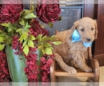 Puppy Blue bow boy Goldendoodle mix (+ Poodle Standard)