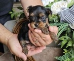 Small #1 Yorkshire Terrier