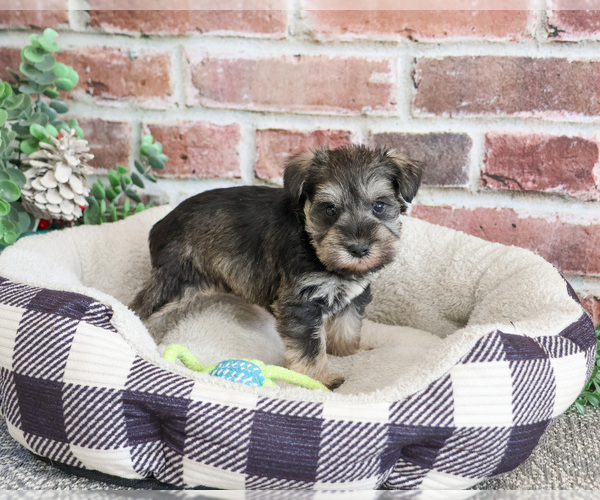 Medium Photo #4 Schnauzer (Miniature) Puppy For Sale in SYRACUSE, IN, USA