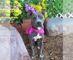 Small American Pit Bull Terrier