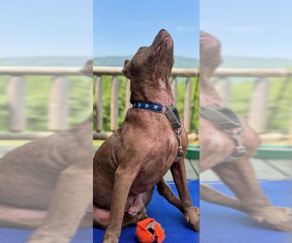 Medium Photo #5 Mutt Puppy For Sale in Hillsboro, NH, USA