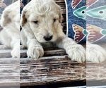 Small #9 Goldendoodle
