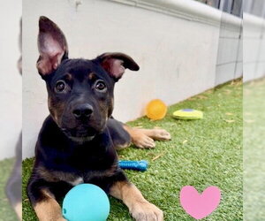 German Shepherd Dog-Unknown Mix Dogs for adoption in San Juan Capistrano, CA, USA