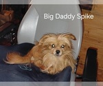 Small Photo #1 Yoranian Puppy For Sale in MORROW, OH, USA