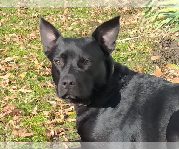Medium Photo #6 Labrador Retriever-Unknown Mix Puppy For Sale in McKinney, TX, USA