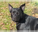 Small #5 Labrador Retriever Mix