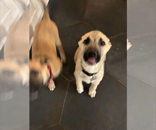 Medium Photo #15 Mutt Puppy For Sale in Holly Springs, NC, USA