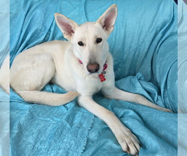 Medium Photo #5 Unknown-white german shepherd Mix Puppy For Sale in Cuba, NY, USA
