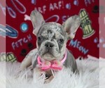 Small Photo #2 French Bulldog Puppy For Sale in FRESNO, OH, USA