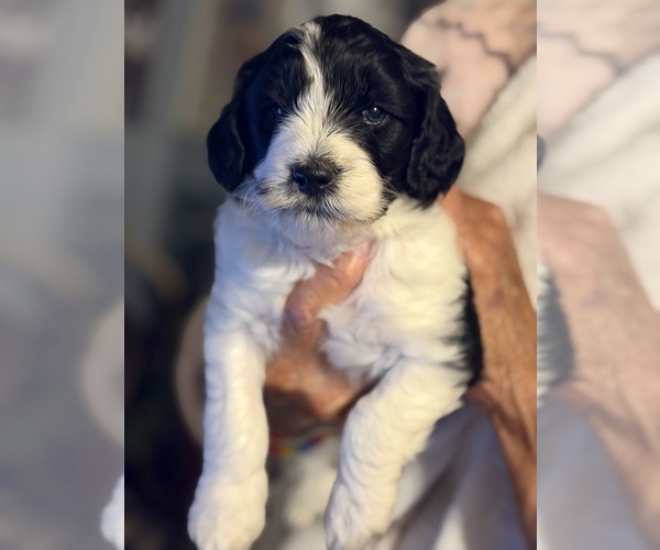 Medium Photo #1 Goldendoodle (Miniature) Puppy For Sale in LILLINGTON, NC, USA