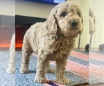 Puppy Green collar Goldendoodle