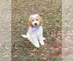 Small #10 Goldendoodle