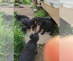 Small Photo #2 German Shepherd Dog Puppy For Sale in GASTON, OR, USA