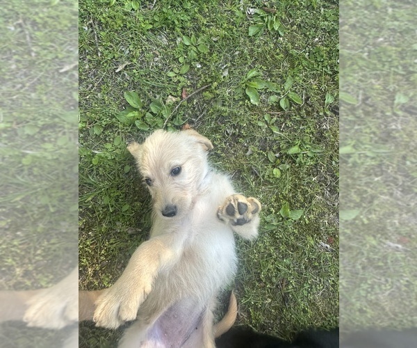 Medium Photo #55 Labradoodle Puppy For Sale in KIRKSVILLE, MO, USA