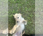 Small Photo #55 Labradoodle Puppy For Sale in KIRKSVILLE, MO, USA