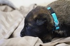 Small Photo #5 Belgian Malinois Puppy For Sale in ETOWAH, OK, USA