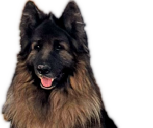 Father of the King Shepherd puppies born on 04/15/2025