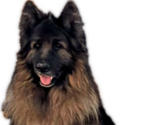 Small Photo #1 King Shepherd Puppy For Sale in GRAND CANYON CAVERNS, AZ, USA