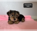 Small #2 Morkie