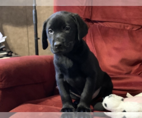 Full screen Photo #6 Labrador Retriever Puppy For Sale in SPOTSYLVANIA, VA, USA