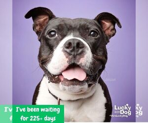 Lil Bit - Female Mutt Dog for Adoption