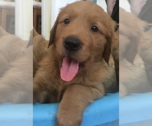 Golden Retriever Puppy for sale in SANTA ANA, CA, USA