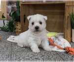 Small #2 West Highland White Terrier