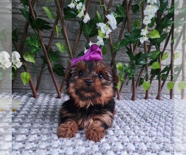 Medium Photo #7 Yorkshire Terrier Puppy For Sale in INDIANAPOLIS, IN, USA