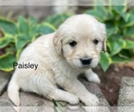 Image preview for Ad Listing. Nickname: Paisley
