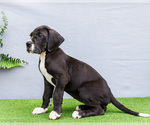 Small Photo #135 Great Dane Puppy For Sale in WAKARUSA, IN, USA