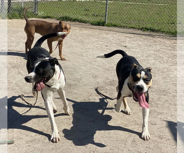 Medium Photo #8 Mutt Puppy For Sale in Virginia Beach, VA, USA