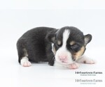 Small Photo #3 Pembroke Welsh Corgi Puppy For Sale in BURTRUM, MN, USA
