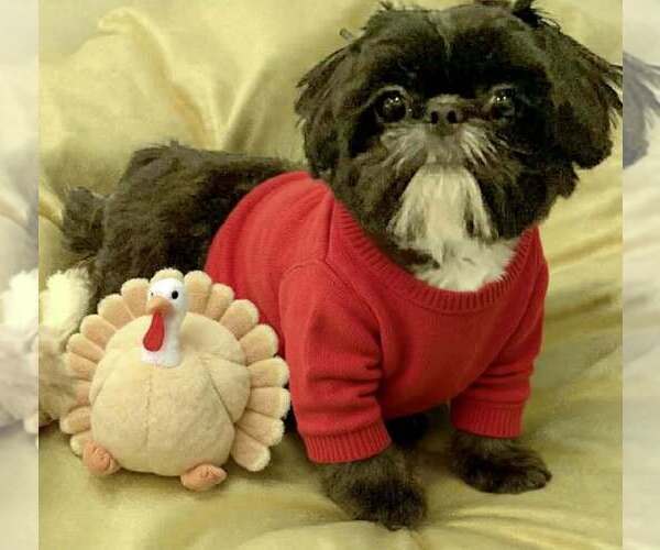 Medium Photo #6 Shih Tzu Puppy For Sale in WESTPORT, MA, USA