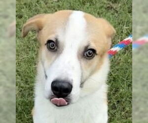 Mutt Dogs for adoption in Canton, CT, USA