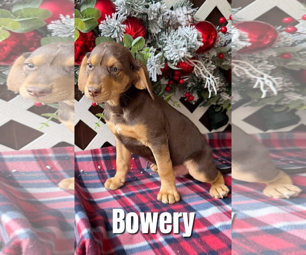 Medium Photo #1 Miniature Pinscher-Unknown Mix Puppy For Sale in New London, WI, USA
