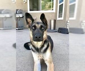 Harley - Female German Shepherd Dog Dog for Adoption - Photo #3