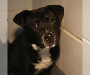 Border Collie-Unknown Mix Dogs for adoption in San Antonio, TX, USA